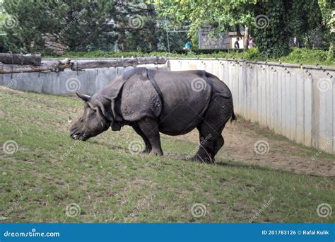 African Savannah Animal Rhinoceros Educational Zoology Illustration