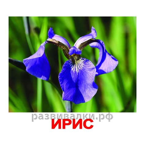 Карточки Домана "Цветы" купить за 215.00 руб. - Бесплатная доставка ...
