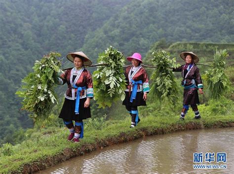 高清组图：雨水充沛广西融水农民抢抓农时耕种