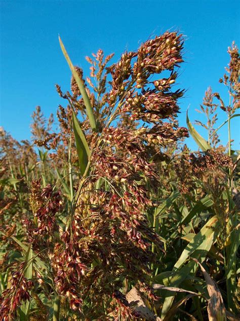 Sudan Grass Sorghum × Drummondii Feedipedia