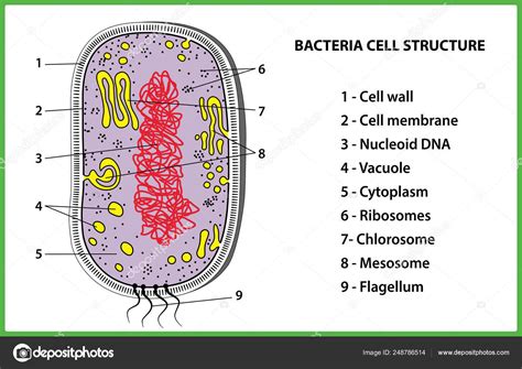 Bacterial Cell Structure