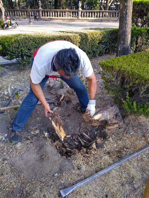 Cuauht Moc Vecinos On Twitter Los Tocones Pueden Ser Portadores De