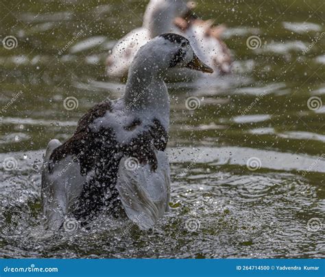 A Duck splashing water stock photo. Image of beak, foot - 264714500