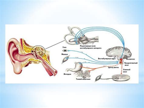 Вестибулярная сенсорная система - презентация онлайн