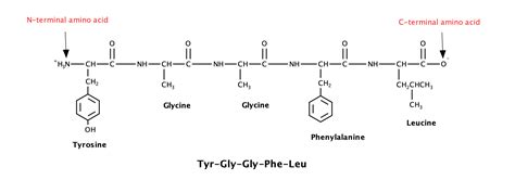 Draw The Structure Of The Leucine Enkephalin With The Sequen Quizlet