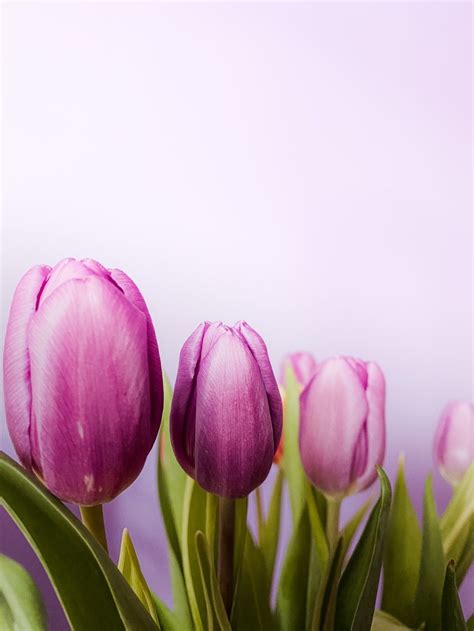 Lavender Tulips Pictures, Photos, and Images for Facebook, Tumblr ...