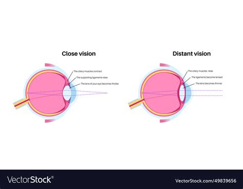 Blind spot poster Royalty Free Vector Image - VectorStock