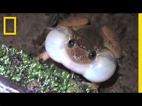 Froggy Style New Sex Position Discovered Among Frogs And Toads