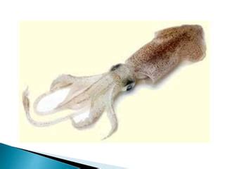 Invertebrates examples | PPT | Free Download