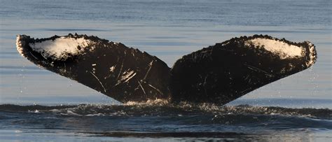 Whale Profiles Humpback Whales Of The Salish Sea