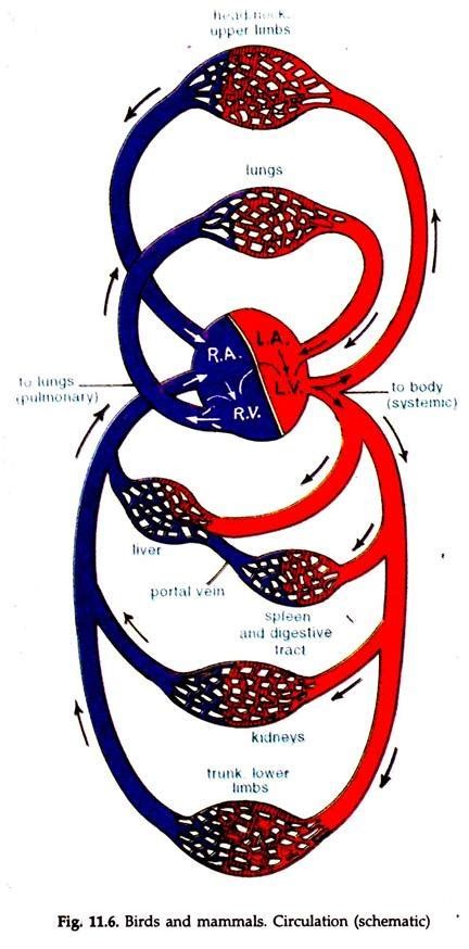 Diagram Of The Circulatory System In Vertebrates Zoology