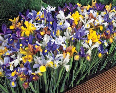 Types of Iris - The Different Iris Varieties | K van. Bourgondien ...