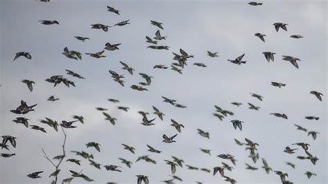 Melihat Pemandangan Migrasi Burung Jalak Cina Di Padang Foto