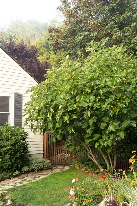 Fig Tree Care Guide: How To Grow Healthy Fig Trees in 2025 | Fig tree