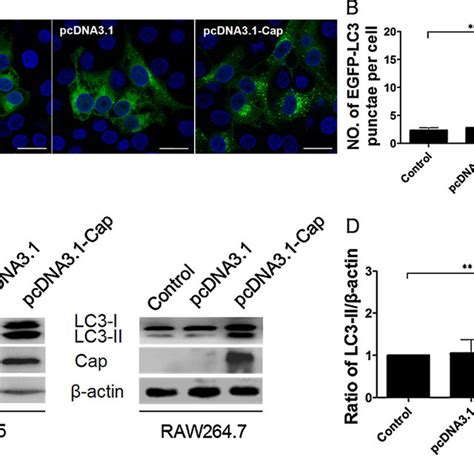 Inhibition Of Autophagy With 3 Methyladenine 3 Ma Or Chloroquine Cq