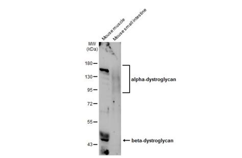 Alpha Dystroglycan Polyclonal Antibody Invitrogen 100 μl Unconjugated