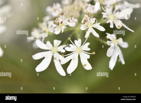 Heracleum Blumen Stockfotos Und Bilder Kaufen Alamy