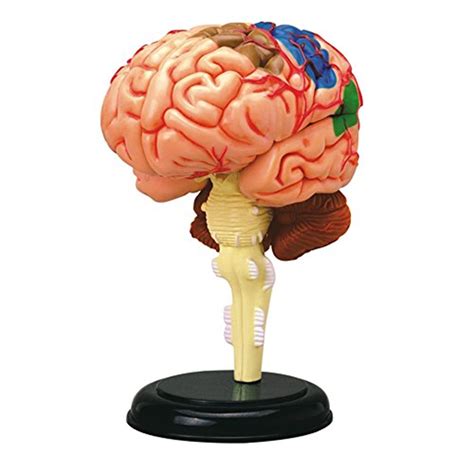 Buy 4D Anatomy Brain Model, Disassembled Anatomical Human Brain Model ...