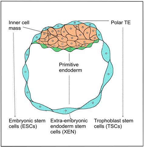 Schematic Development Of A Blastocyst Mammalian Blastocyst Consists Of