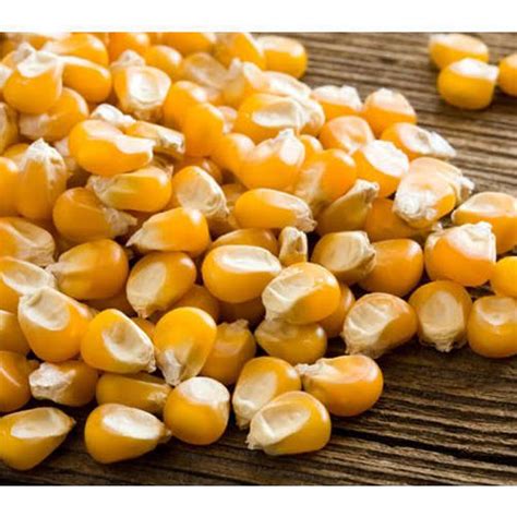 Organic Natural Yellow Maize Seeds For Food At Best Price In Dakshina