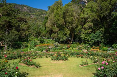 Hakgala Botanical Garden Nuwara Eliya Sri Lanka Stock Photo Image