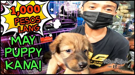 Arranque Petshop Bagsak Presyo W Freebies Cross Breed Puppies