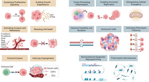 Singlecell Proteomics In Identifying Cancer Hallmarks Based On