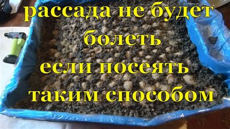 новый способ посадки рассады - YouTube