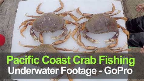 Crab Fishing Trip Gopro Camera In Crab Pot Ep 3 Of 3 Youtube