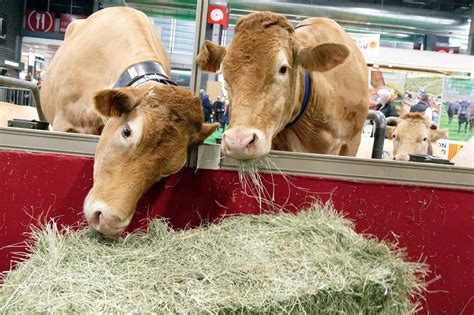 700 000 Visiteurs 14 Heures Sur Place 4 000 Animaux Le Salon De L