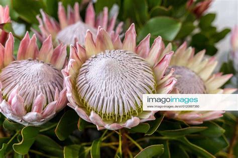 King Protea Or Protea Cynaroides The National Flower Of South Africa