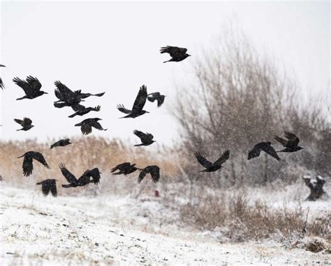 Is Crow Hunting Worth My Time? - Project Upland Magazine