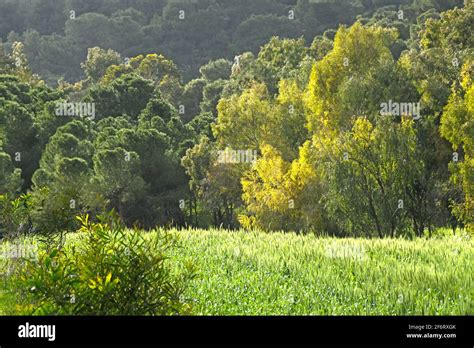 Forest In The Galilee Givat Hamoreh Israel Stock Photo Alamy