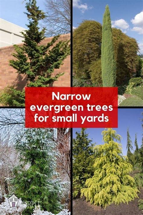 Skinny evergreen trees for ultimate privacy in tight spaces. Great ...