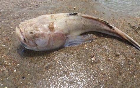 Scary-Looking Fish Found on Virginia Beach Shore | TravelPulse