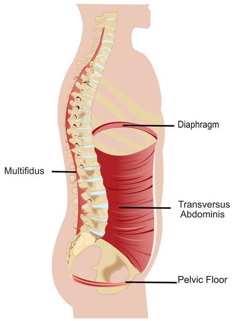 Pelvic Floor Anatomy And Function Pelvic Health Professionals