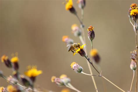 Free Images Flower Petal Branch Pollinator Twig Flowering Plant