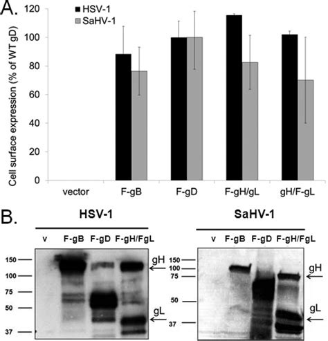 Expression Of Entry Glycoproteins From Hsv And Sahv A Cell