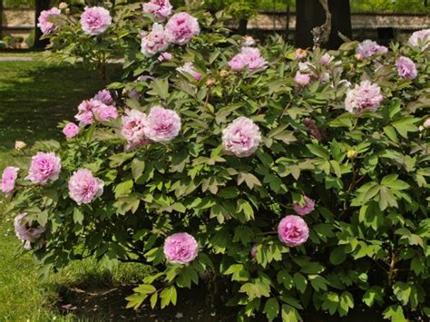 ボタン牡丹の特徴や育て方、剪定の時期や方法等の紹介【百花の王】 Beginners Garden