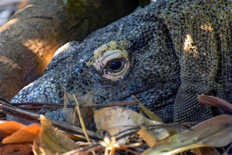 Premium Photo Komodo Dragon Varanus Komodoensis