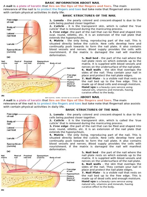 BASIC INFORMATION ABOUT NAIL Parts and Structures | PDF