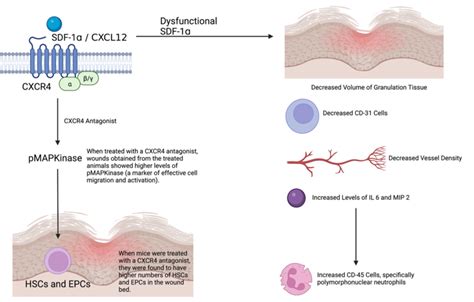 Cxcr Cxcl Dependent Stem Cell Function In Wound Healing