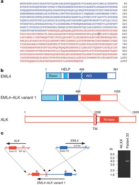 Gene Fusion Between EML4 And ALK A Amino Acid Sequence Of The EML4ALK