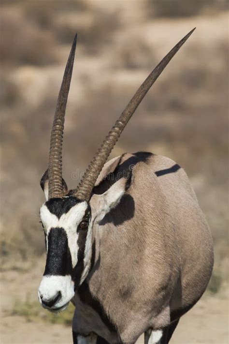 Gemsbok Oryx Gazella Profile Closeup With Magnificent Horns In The