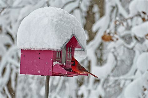 Winter Bird Feeder Cardinal - Free photo on Pixabay - Pixabay