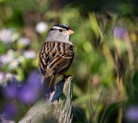 White Crowned Sparrow Owen Deutsch Photography