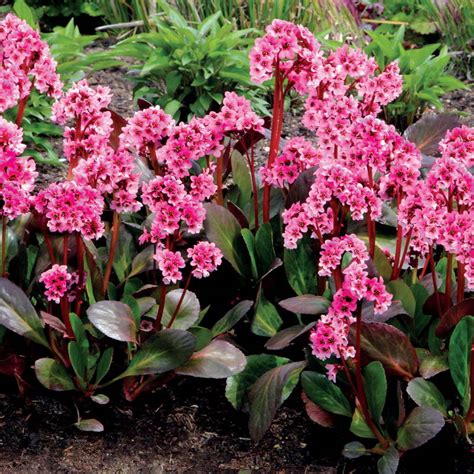 Купить семена Бадан Bergenia Crassifolia Perfect в Москве: доставка ...