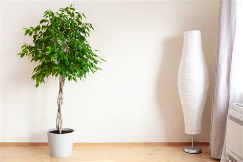 Ficus benjamina como cuidar plantar características e outros