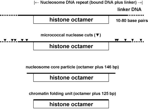 Schematic presentation of the nucleosome DNA repeat, nucleosome core ...