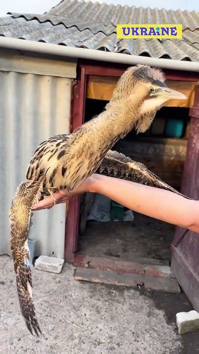 Прийшов до нас в гості ось такий динозавр. Хто знає як його зовут? # ...
